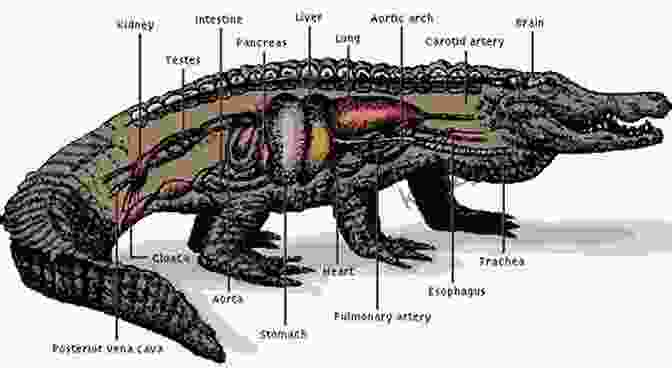A Detailed Illustration Of Reptilian Anatomy, Highlighting Key Features Like Scales, Sensory Organs, And Limbs It S Raining A World Of Reptiles And Their Habitats From A To Z: A Mini Encyclopedia About Reptiles