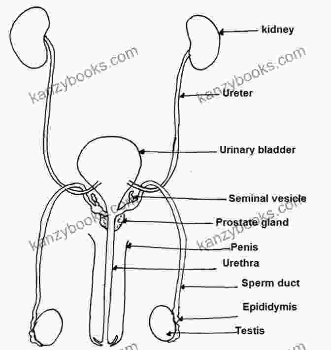 A Diagram Of The Male Reproductive System, Highlighting The Testicles Life And Death Of A Testis Gland (Virile Man) (A Simple Guide To Medical Conditions)