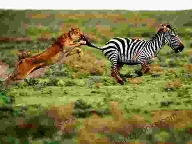 A Lion And A Zebra Cuddling In The Grass Animal BFFs: Even Animals Have Best Friends