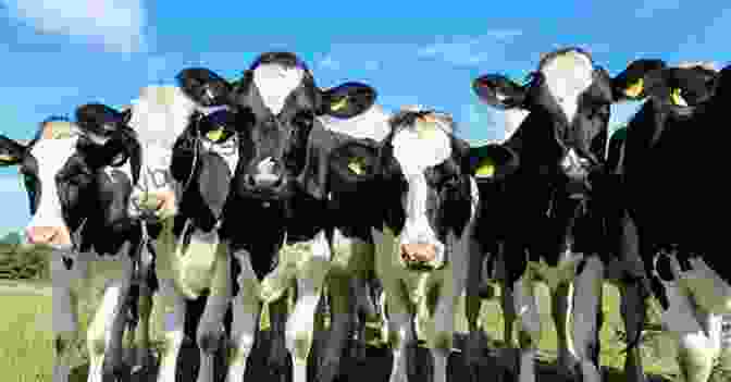 A Lone Purple Cow Standing Out Amidst A Herd Of Black And White Cows. Free Prize Inside: How To Make A Purple Cow