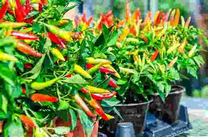 A Lush Chili Plant Laden With Vibrant Chilies Growing In A Backyard Garden Chilies For Fun Cookbook Valerie Ferguson