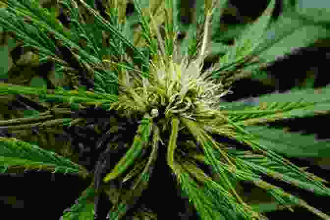 A Marijuana Plant Covered In Trichomes During The Flowering Stage Growing Marijuana Box Set: The Definitive Guide To Grow Marijuana Indoors And Outdoors For Beginners And Advanced