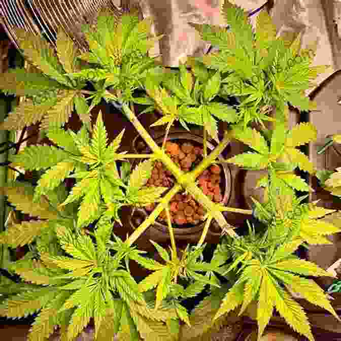 A Marijuana Plant Undergoing Low Stress Training Growing Marijuana Box Set: The Definitive Guide To Grow Marijuana Indoors And Outdoors For Beginners And Advanced
