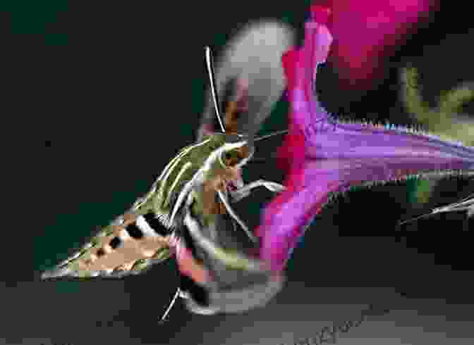 A Moth Feeding On A Flower, Demonstrating Its Role In Pollination You Re Invited To A Moth Ball: A Nighttime Insect Celebration