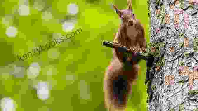 A Squirrel Perched On A Branch, Gazing Up At A Starry Sky The Squirrel That Watched The Stars (Starry Stories One)