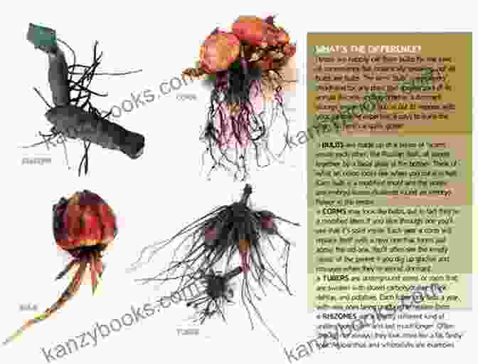 A Variety Of Edible Roots, Tubers, Corms, And Rhizomes On A Wooden Board Wild Roots: A Forager S Guide To The Edible And Medicinal Roots Tubers Corms And Rhizomes Of North America