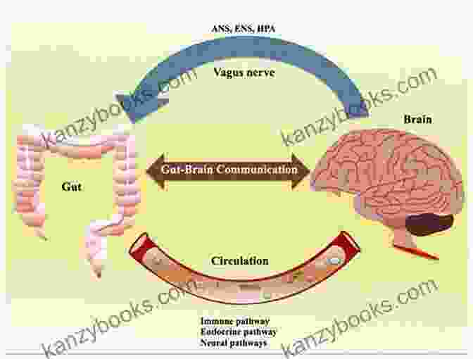 An Illustration Of The Gut Brain Axis And Its Connection To Our Overall Health Nourishing Wisdom: A Mind Body Approach To Nutrition And Well Being
