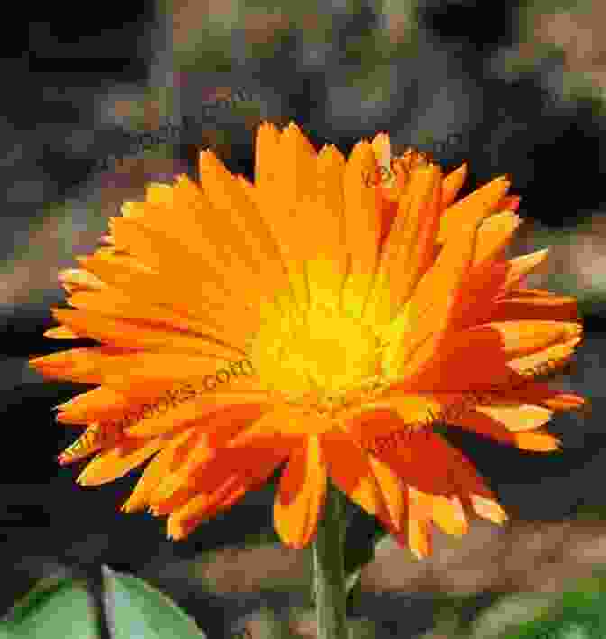 Calendula Flowers With Orange Petals Herbal Remedies For A Lifetime Of Healthy Skin: Storey Country Wisdom Bulletin A 222
