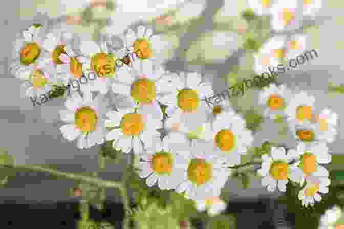 Chamomile Flowers With Yellow Petals Herbal Remedies For A Lifetime Of Healthy Skin: Storey Country Wisdom Bulletin A 222