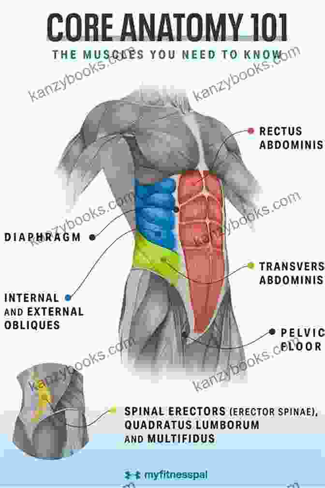 Detailed Diagram Of The Abdominal Muscle Groups Perfect Abs (Perfect Male Body 7)