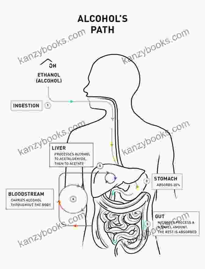 Diagram Illustrating The Pathway Of Alcohol Metabolism In The Body Alcohol Explained William Porter