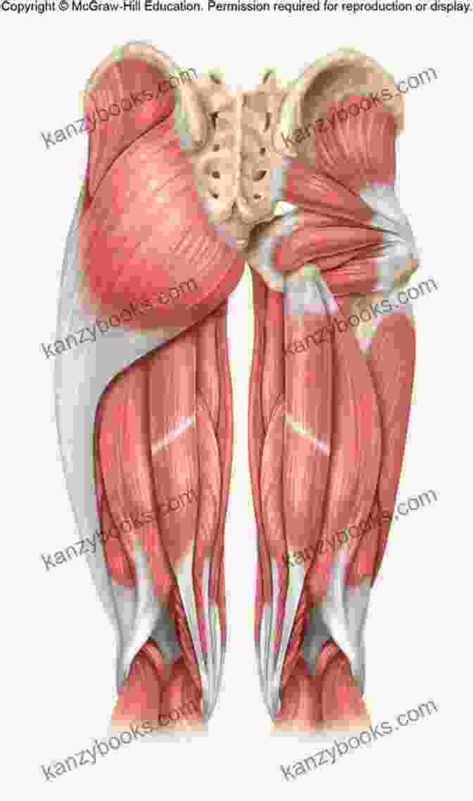 Diagram Of Gluteal Muscles How To Get Tone Up Buttocks In 1 Month
