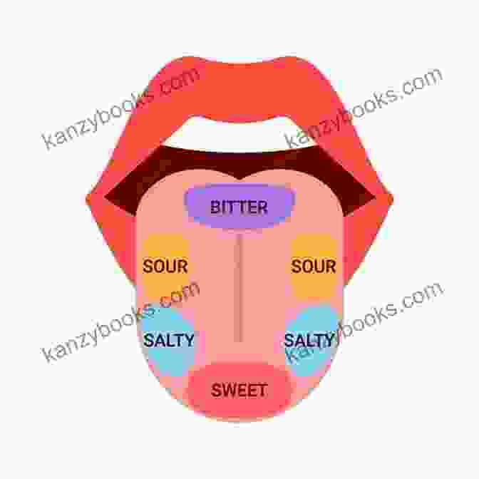 Diagram Of Taste Buds On The Tongue Local African Traditional Food: Way To Learn New Tastes And Flavors