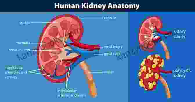Diagram Of The Human Kidney Kidney Liver Disease: Bundle Box Kidney And Liver Detox For Beginners (Kidney And Liver Diets Internal Organs Diseases 1)