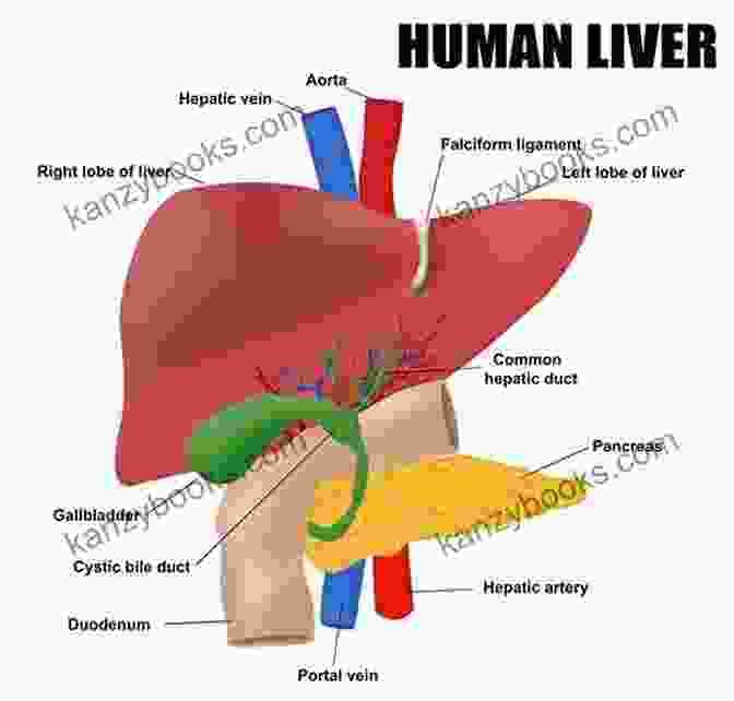 Diagram Of The Human Liver Kidney Liver Disease: Bundle Box Kidney And Liver Detox For Beginners (Kidney And Liver Diets Internal Organs Diseases 1)
