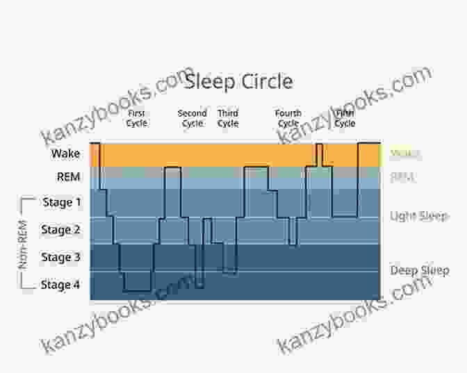 Diagram Of The Sleep Cycle, Showing The Different Stages Of Sleep And Their Duration Life Force: The Revolutionary 7 Step Plan For Optimum Energy
