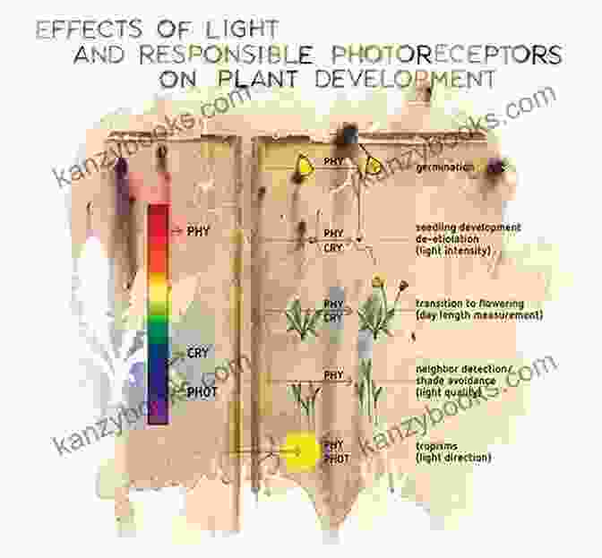 Diagram Showing The Different Wavelengths Of Light And Their Effects On Plant Development How To Grow Marijuana With LEDs
