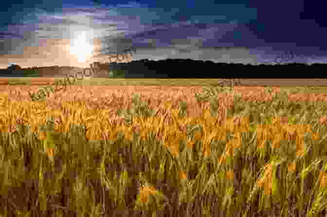 Golden Wheat Fields Stretching Across The Landscape To Wheat Or Not To Wheat