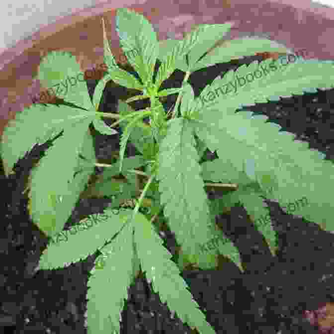 Image Of A Healthy Marijuana Plant In Its Vegetative Stage How To Grow Marijuana With LEDs