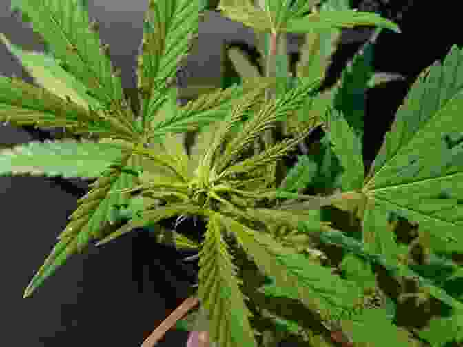 Image Of A Marijuana Plant In Its Flowering Stage With Dense Buds How To Grow Marijuana With LEDs