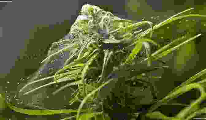 Image Of A Marijuana Plant Infested With Spider Mites How To Grow Marijuana With LEDs