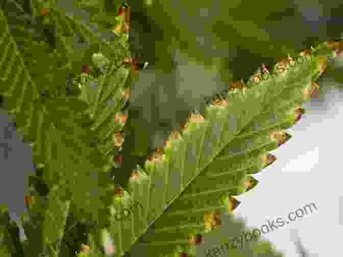 Image Of A Marijuana Plant With Nutrient Deficiency Symptoms How To Grow Marijuana With LEDs