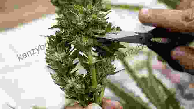 Image Of Freshly Harvested Marijuana Buds How To Grow Marijuana With LEDs