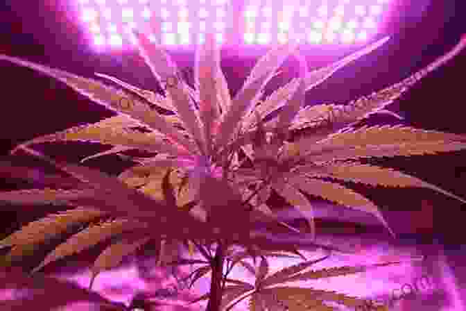 Marijuana Plants Illuminated By Grow Lights Growing Marijuana Box Set: The Definitive Guide To Grow Marijuana Indoors And Outdoors For Beginners And Advanced