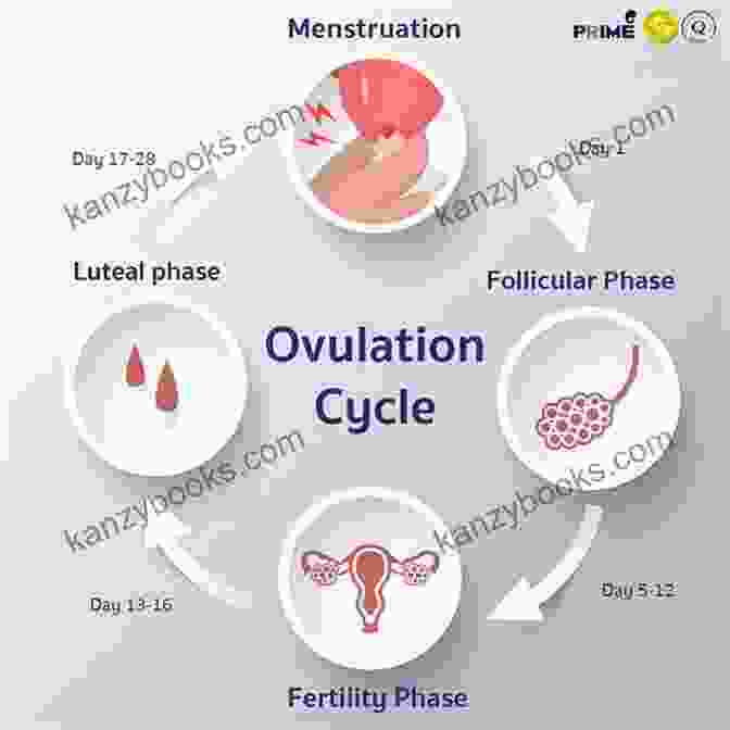 Ovulation Process In The Ovary Cell Biology Of The Ovary: Stem Cells Development Cancer And Clinical Aspects