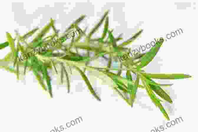 Rosemary Sprigs With Green Leaves Herbal Remedies For A Lifetime Of Healthy Skin: Storey Country Wisdom Bulletin A 222