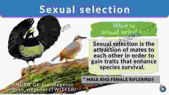 Women's Sexual Strategies And Mate Choice The Evolutionary Biology Of Human Female Sexuality